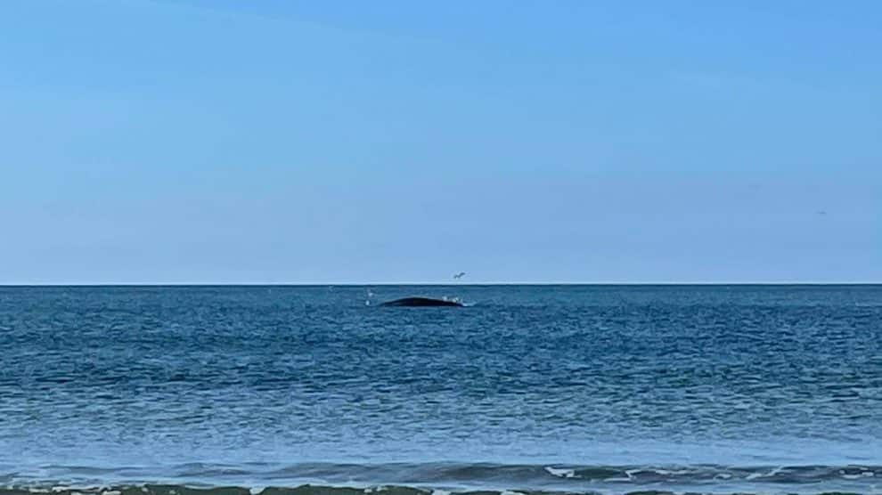 baleia encalhada
